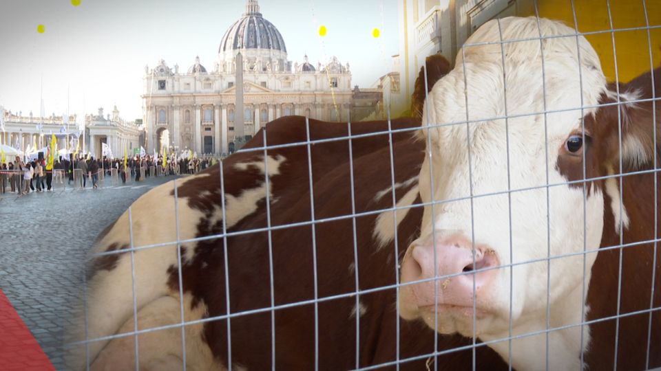 Animals Blessing at the Vatican